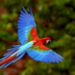 Arara Vermelha em v?o no Mato Grosso do Sul, Brasil (Red Macaw in flight at Mato Grosso do Sul, Brazil)