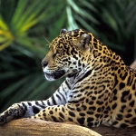 On?a Pintada na Floresta Amaz?nica, Brasil (Jaguar in Amazon Rainforest, Brazil)